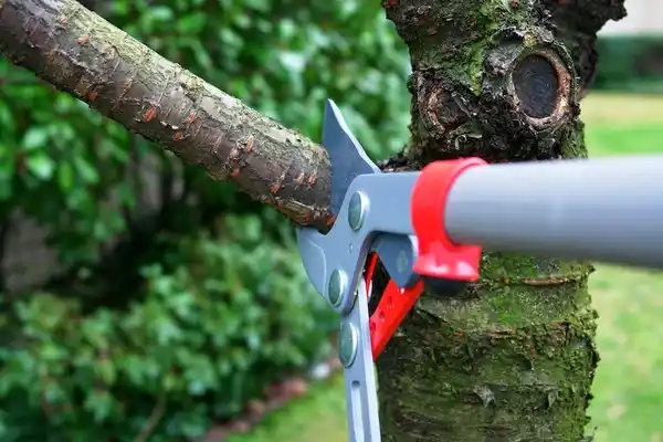 tree services Scissors